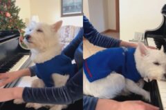 암 투병 중인 믹스견, 엄마의 피아노 연주 들으면서 꿈나라로…