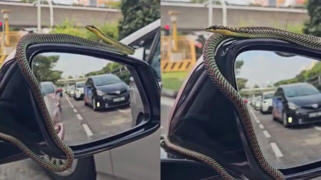 차 사이드미러에 올라타 세상 구경하는 깜찍이 뱀…’드라이브 재밌어!’