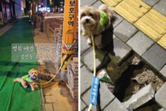 “댕댕아, 동네 지켜줘서 고마워” 서울시, 우수 반려견 순찰대 72팀 표창