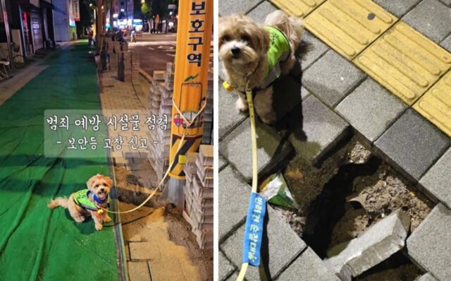 “댕댕아, 동네 지켜줘서 고마워” 서울시, 우수 반려견 순찰대 72팀 표창