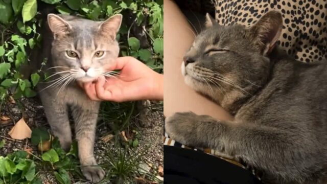 노령견과 작별 인사한 날, 냥줍으로 새로 시작된 인연..’네가 보내준 걸까?’