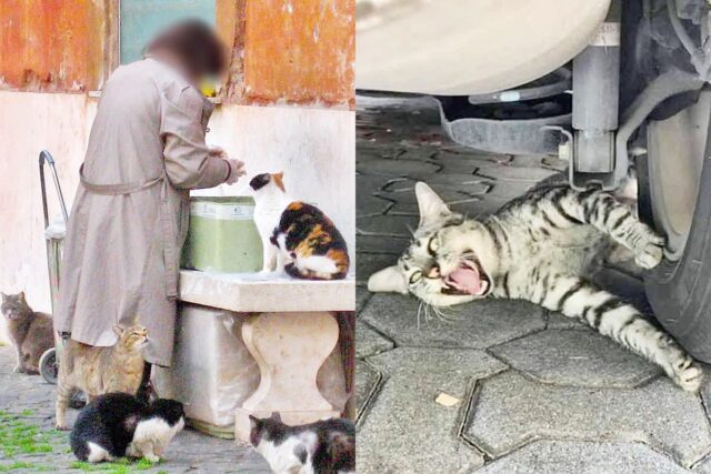 “캣맘 참교육 시작!” 겨울철 내 차 ‘고양이’ 퇴치법, 역대급 꿀팁 떴다