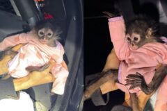 음주 운전자 롤스로이스 앞좌석에 앉아있던 원숭이…’분홍색 옷 입은 희귀동물’