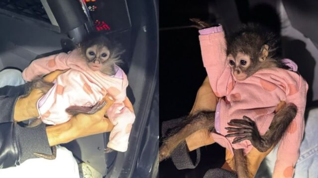 음주 운전자 롤스로이스 앞좌석에 앉아있던 원숭이…’분홍색 옷 입은 희귀동물’