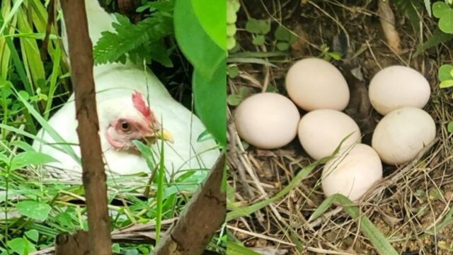사무실 입구 앞에 ‘둥지’ 틀고 알 낳은 뻔뻔한 암탉 ‘하루에 하나씩’