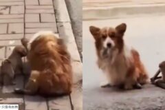 자기 몸이 불편해도..새끼에게 한 끼 먹이려고 몸 질질 끌며 먹이 구걸한 웰시코기