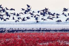 철새 보기 좋은 겨울 여행지 추천 2곳, “철새 도래지에서 화려한 군무 관람하기”