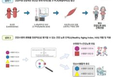 장내 미생물 대사 산물, 세포 기능 최대 80%까지 회복
