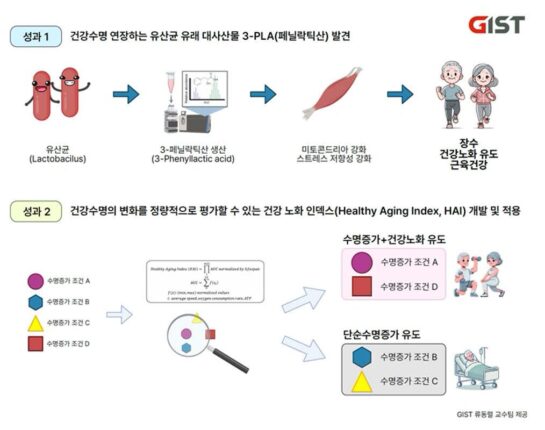 장내 미생물 대사 산물, 세포 기능 최대 80%까지 회복