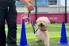 ‘설 연휴에도 안전하개’…서대문구, 반려견 돌봄 쉼터 운영