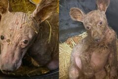 ‘저 곰 맞아요’ 엄마도 따뜻한 털도 없이 엄동설한 이겨내고 있는 새끼곰