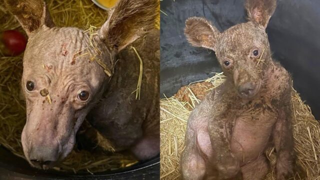 ‘저 곰 맞아요’ 엄마도 따뜻한 털도 없이 엄동설한 이겨내고 있는 새끼곰