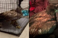 강추위로 날지 못한 흰머리수리..눈밭에 고립됐다가 ‘스테이크’ 먹은 사연