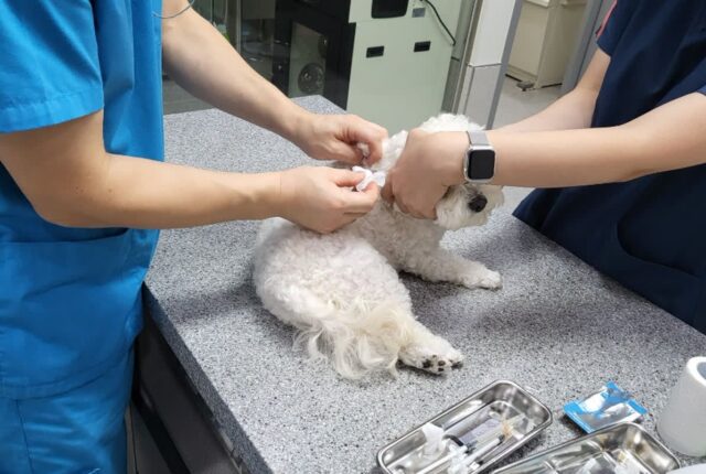 광주시, 설 연휴 기간 반려동물 응급진료&유기동물 구조단 운영