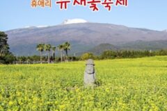 제주 휴애리, 제주 겨울을 대표하는 2025 휴애리 유채꽃 축제 개막
