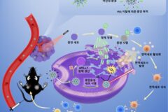암 세포 내부의 ‘트로이 목마’, 암 치료 패러다임 전환 기대