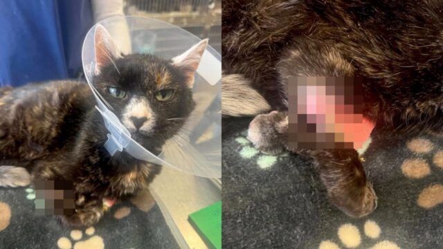 인대와 뼈 드러난 고양이 상처 감당하지 못해 양육 단념한 보호자