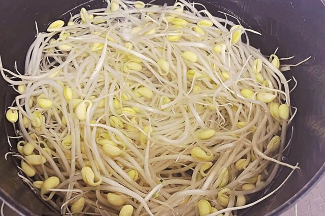 콩나물 데칠 때 소금 대신 ‘이것’ 넣으세요! 아삭함이 남달라요~