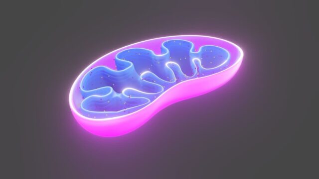 당뇨 치료, 췌장 세포의 손상 되돌리면 될까