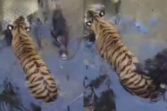사냥감인 멧돼지와 한 우물에 갇힌 호랑이…’혈투 없이 휴전 협정’
