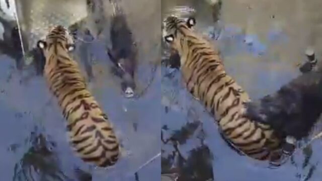 사냥감인 멧돼지와 한 우물에 갇힌 호랑이…’혈투 없이 휴전 협정’