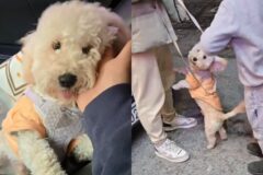외국인이 잃어버린 강아지 보호해 주다가 중고마켓 커뮤니티로 주인 찾은 이야기