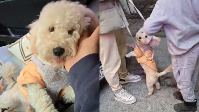 외국인이 잃어버린 강아지 보호해 주다가 중고마켓 커뮤니티로 주인 찾은 이야기