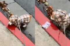 산책 중 아무거나 줍는 강아지한테 뭐라 하려다가…’그건 괜찮지’
