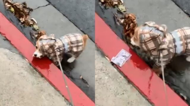 산책 중 아무거나 줍는 강아지한테 뭐라 하려다가…’그건 괜찮지’