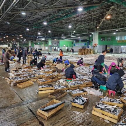 부산공동어시장, 선어회부터 경매 체험까지 즐기는 어시장 여행