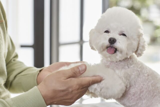 우리집 댕댕이한테서 ‘기생충’ 옮을 수 있다고?…절반은 “몰랐어요”