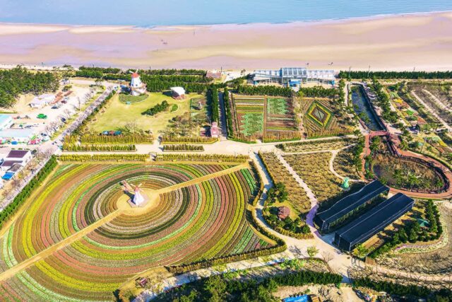 “겨울 끝, 봄의 시작”… 5만 그루 홍매화가 피는 봄맞이 명소