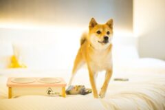 “최고급 부산 호텔부터 애견 동반 호텔까지!” 해운대 호텔 3곳 추천