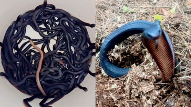 ‘메두사가 가발 벗은 듯…’ 득실거리는 뱀 100마리를 마당에서 포획