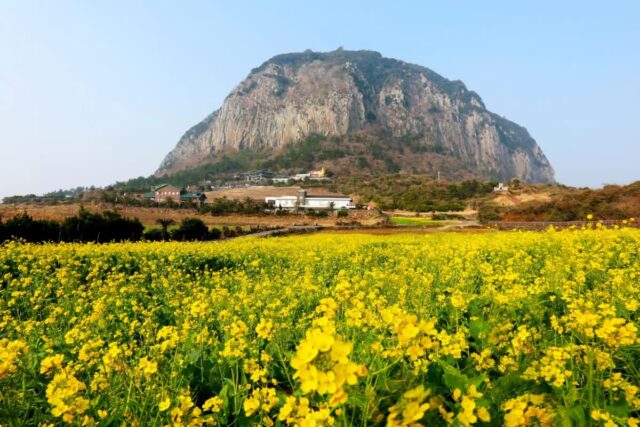“이대로는 안 된다” .. 위기감 느낀 제주도가 꺼내든 ‘특단의 대책’