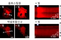 IBS, 별세포 칼슘 신호 조절해 뇌졸중 후 운동 기능 회복 촉진 규명