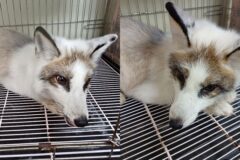 전주 공원에서 반려동물로 추정되는 여우 발견, 동물 보호소에서 가족 기다려