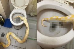 변기에서 대변 보는 천재 ‘비단뱀’ 화제..’엄청난 대변량에 경악’