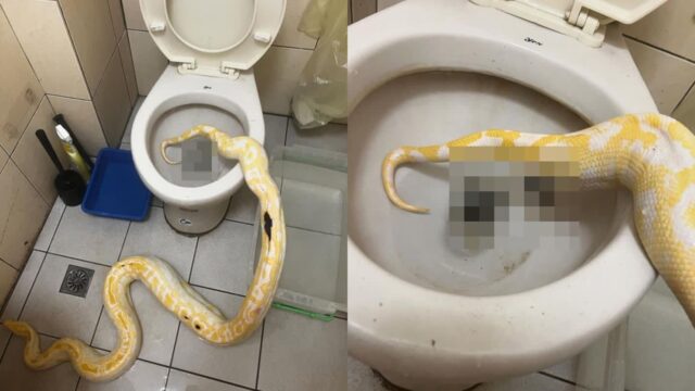변기에서 대변 보는 천재 ‘비단뱀’ 화제..’엄청난 대변량에 경악’