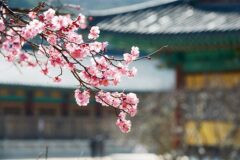 양산 통도사 홍매화, 봄소식 전하는 아름다운 풍경
