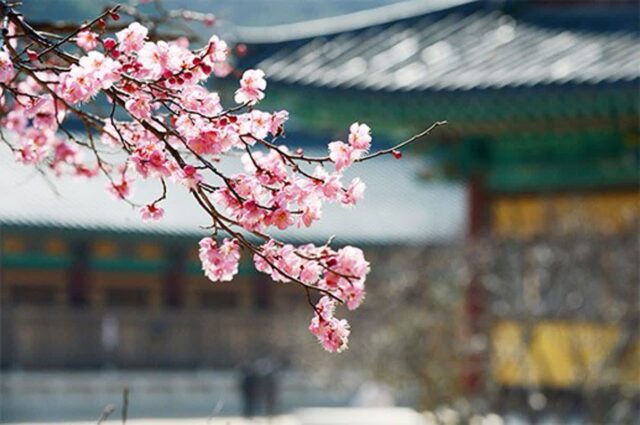 양산 통도사 홍매화, 봄소식 전하는 아름다운 풍경