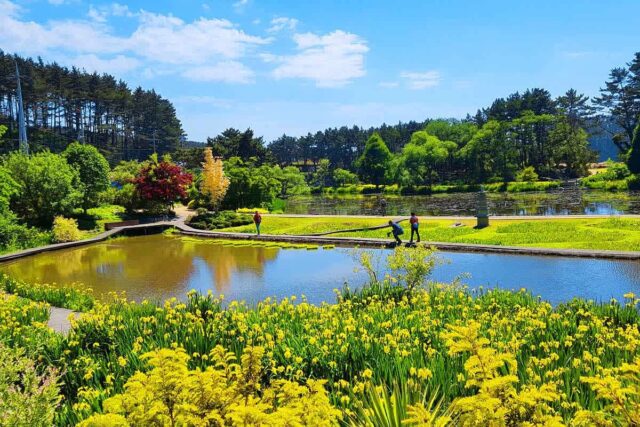 “입춘과 함께 활짝”… 4050 여성들이 극찬한 ‘봄꽃 명소’