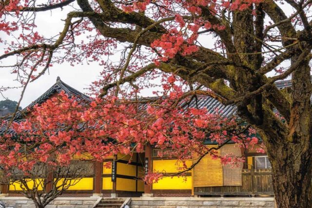 “봄이 성큼”… 홍매화 만개한 2월 추천 여행지