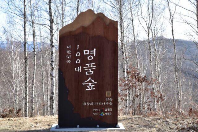 대한민국 100대 명품숲 청송 자작나무숲 이야기