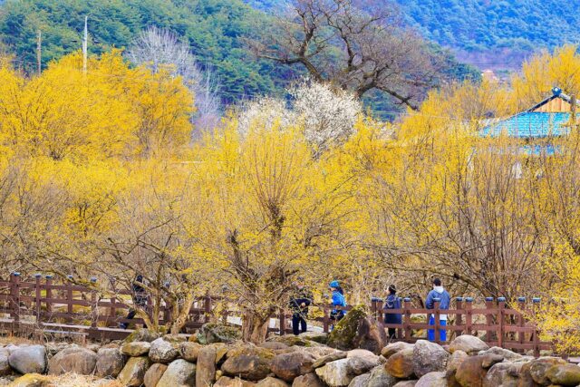 “벌써 문의 폭주?”… 가장 빠른 ‘3대 봄꽃 축제’