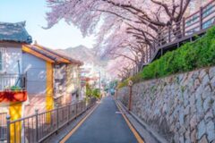 “일본 벚꽃길 인줄..?” 낭만 가득 인스타 사진 필수! 부산 벚꽃 명소 7곳 추천
