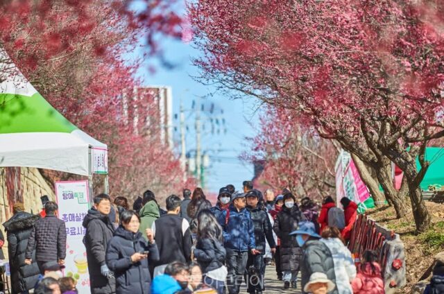 순천시 매곡동 탐매축제, 기습 한파로 일주일 늦춰 3월 2일로 연기 결정