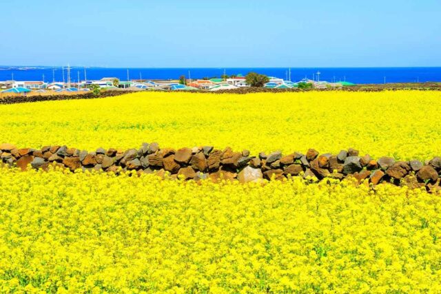 “이젠 반값에 떠난다”… 제주 관광객 위한 ‘파격 지원책’ 공개
