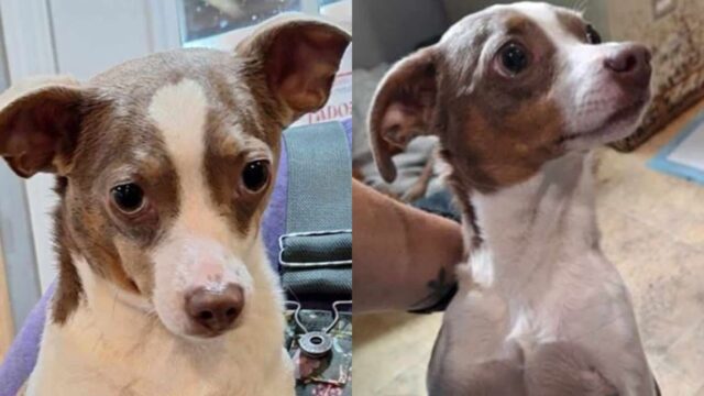주인이 일하는 동물 보호소에서 운명적 재회한 실종견..’기적이다멍’