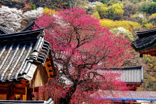 “300년을 핀 붉은 꽃”… 매년 50만 명이 찾는 홍매화 명소